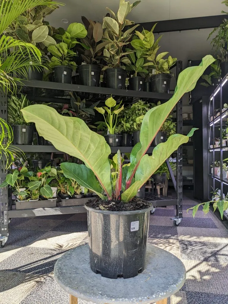 Anthurium Hookeri 'Pink Ruffles' (Birds Nest Anthurium)