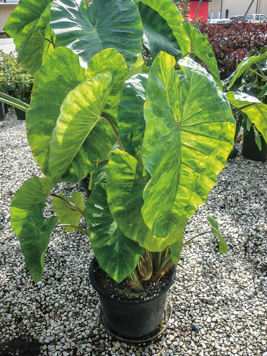 Colocasia morning dew