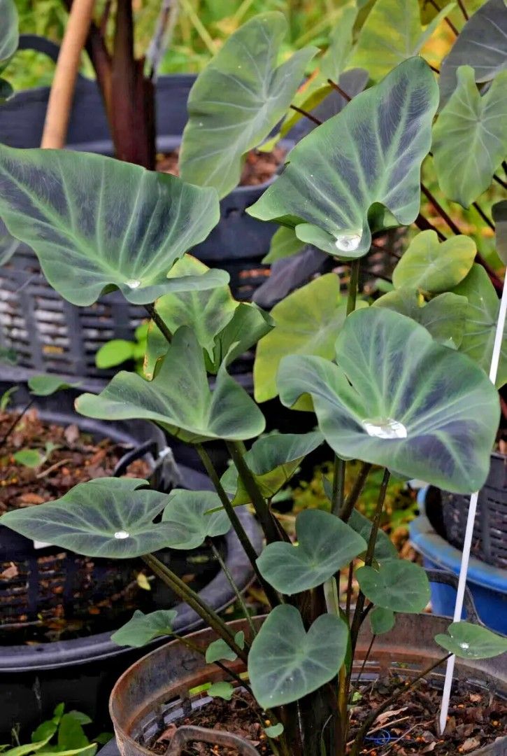 Colocasia kopeka