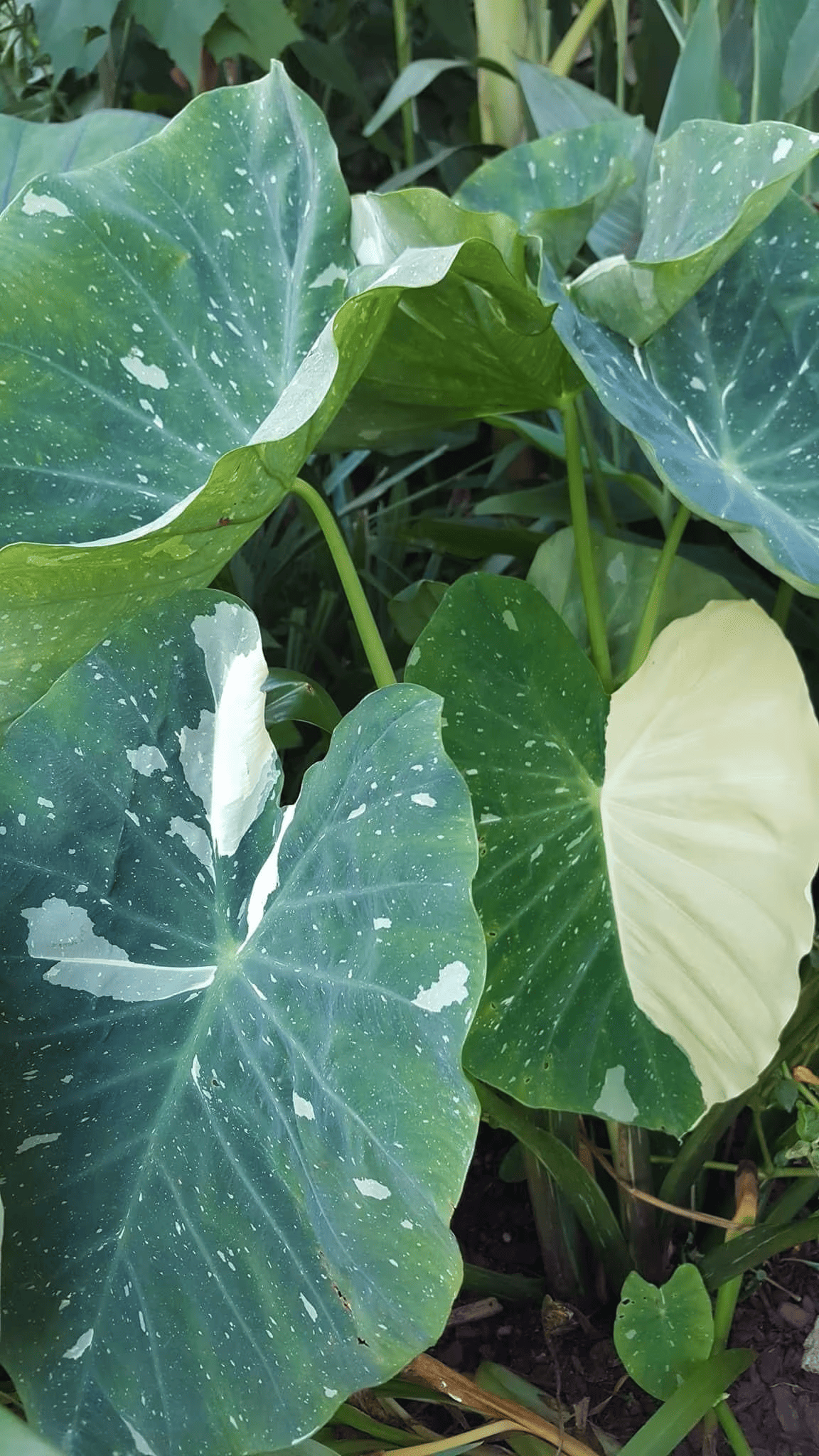 Colocasia 'Milky Way'