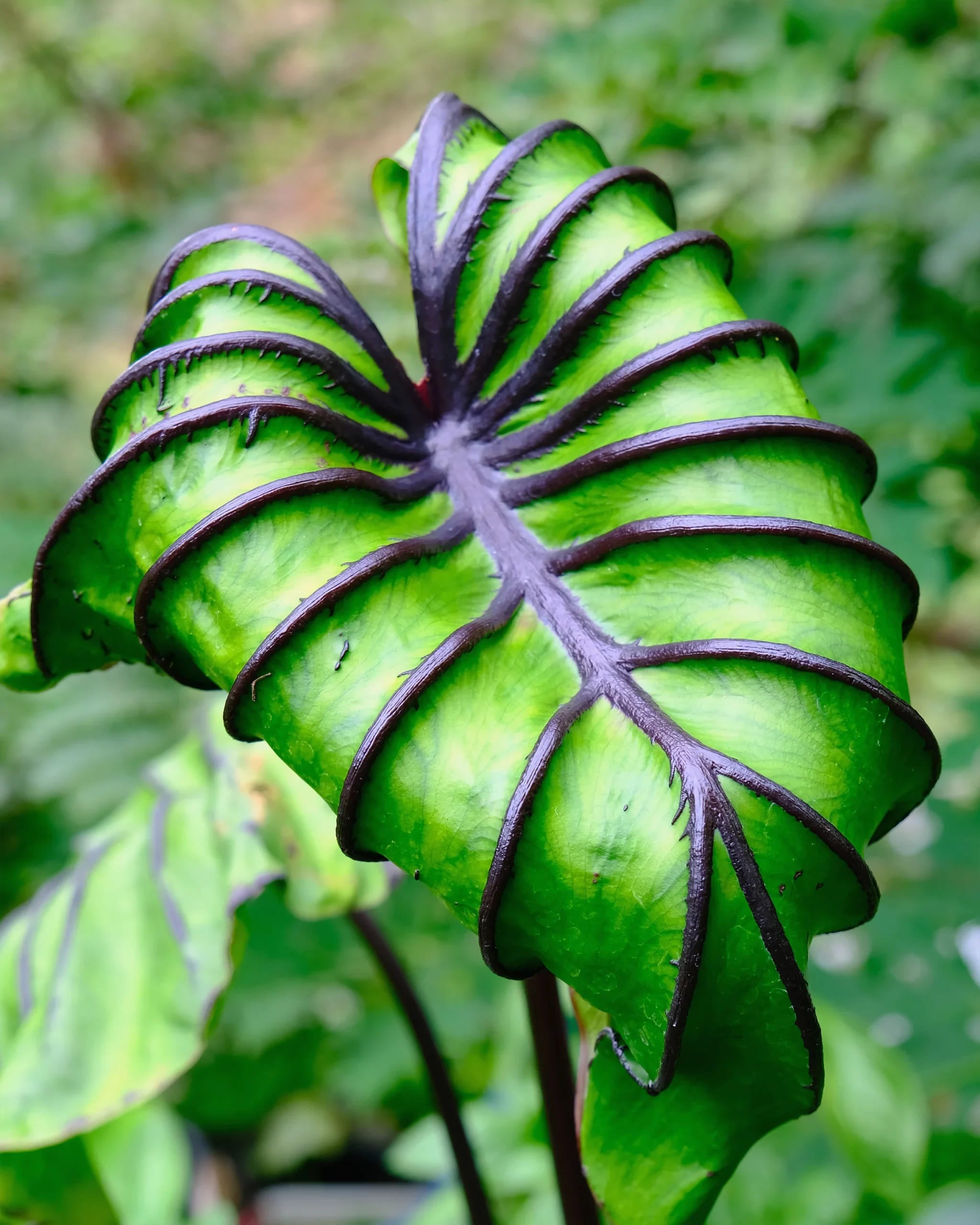 Colocasia pharaoh's mask