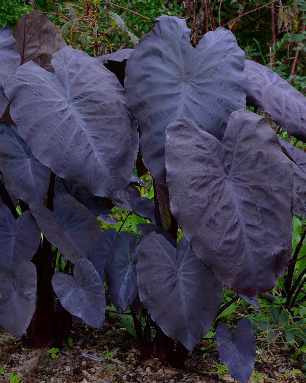 Colocasia black magic (orginal)