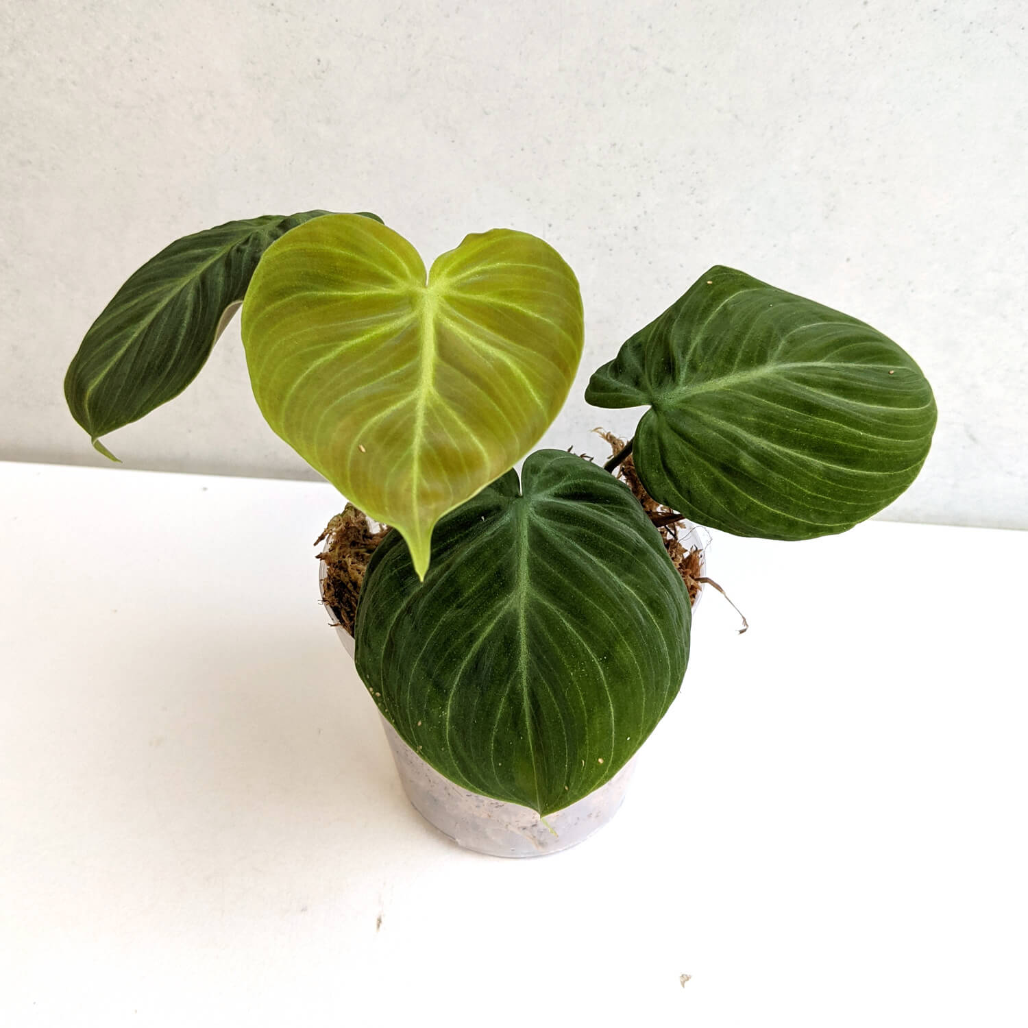 Philodendron el choco red