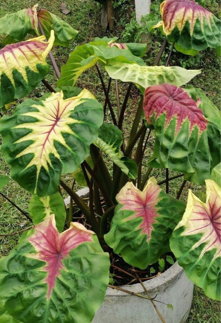 Colocasia light pillar