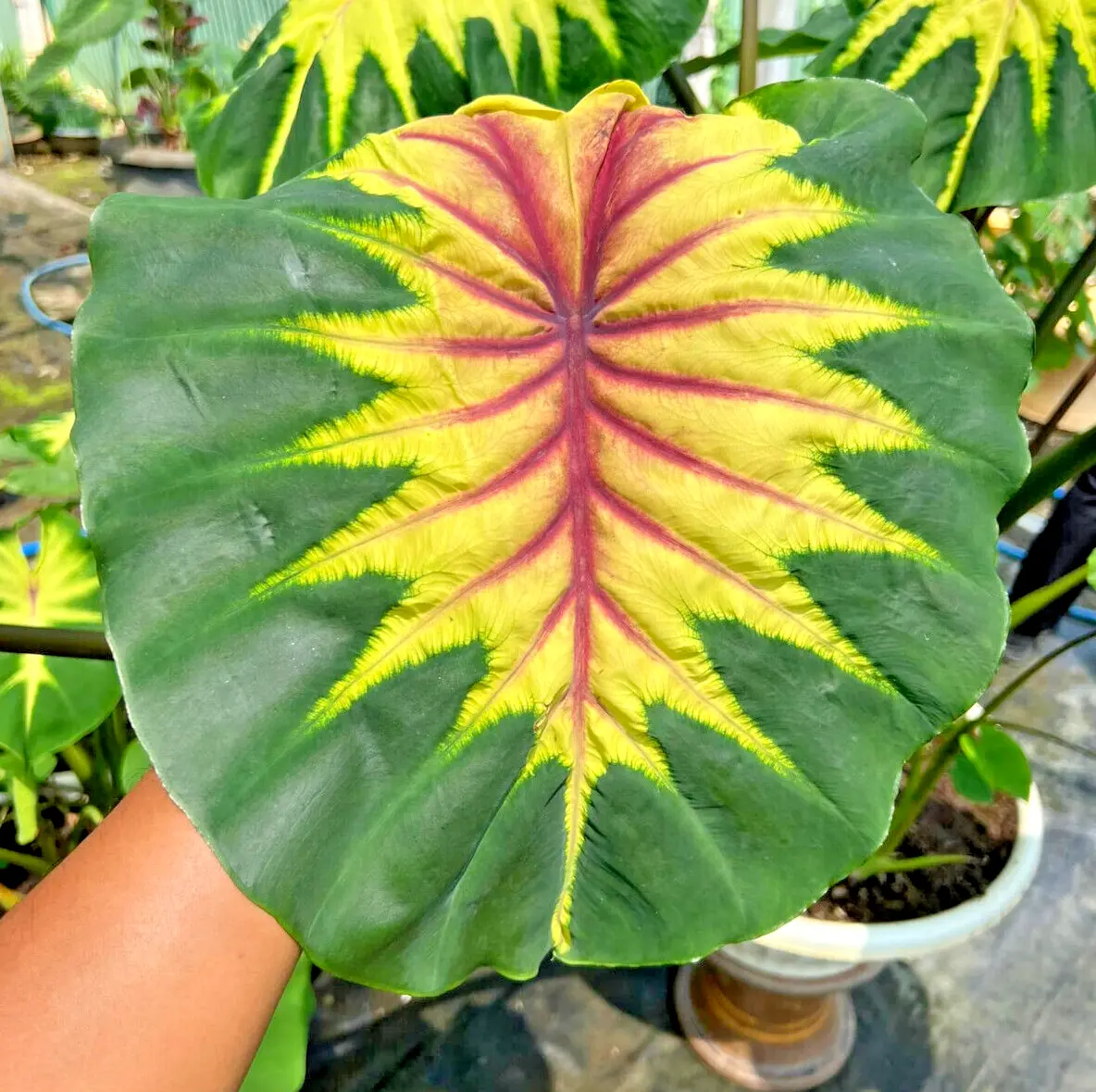 Colocasia light pillar