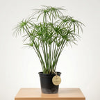 Umbrella palm