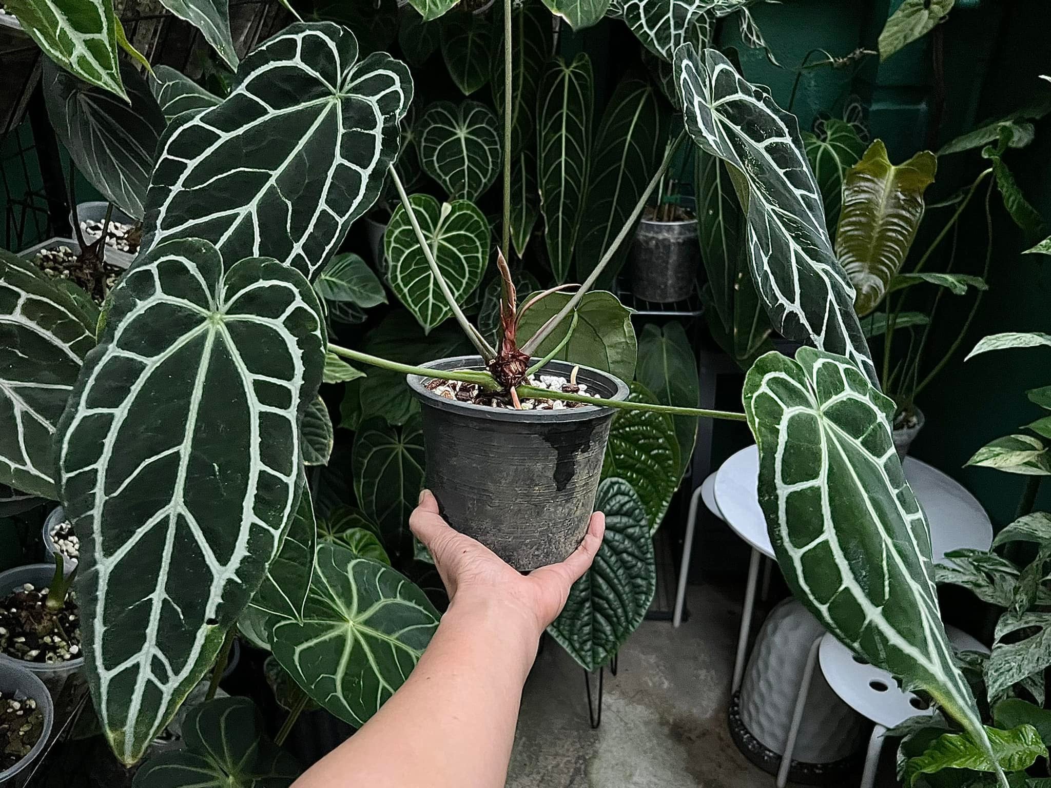 anthurium clarinervium dark form vs normal Anthurium Crystallinum dark narrow – GROMEE