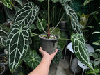 Anthurium Crystallinum dark narrow