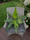 Philodendron olympiad variegated