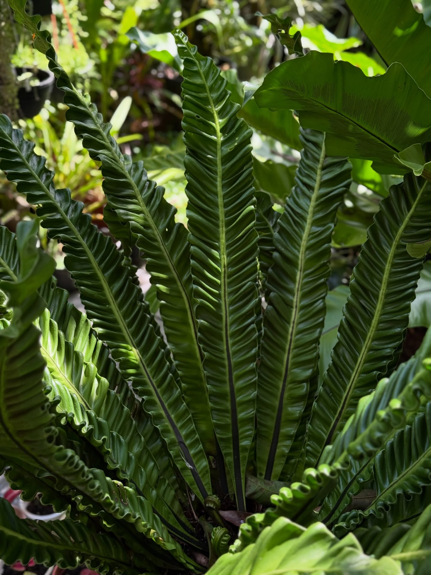 Cobra fern