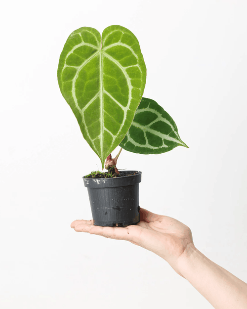 Anthurium Crystallinum miniature