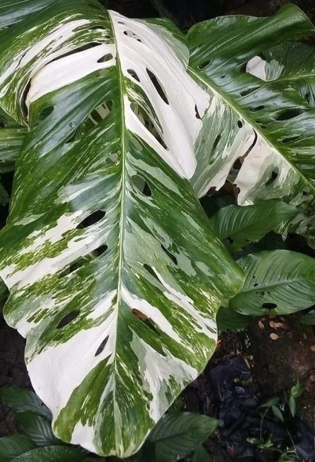 Monstera Lechleriana