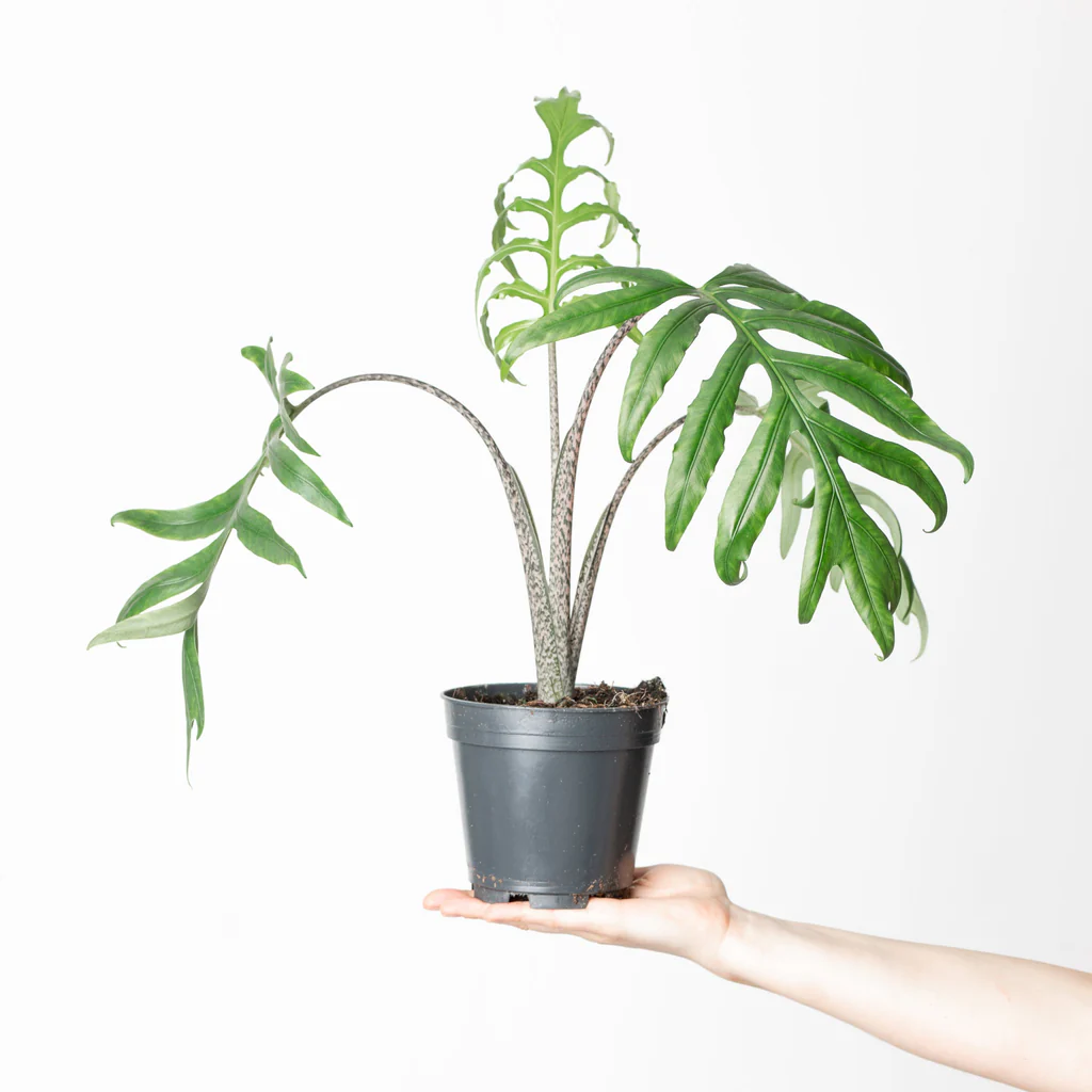 Alocasia brancifolia