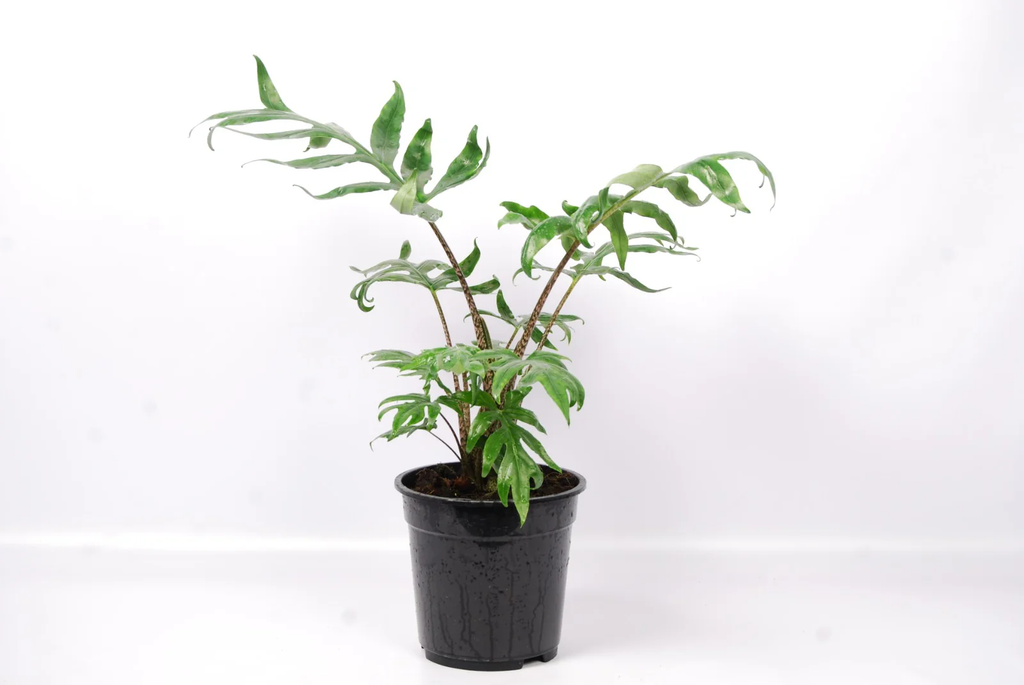 Alocasia brancifolia