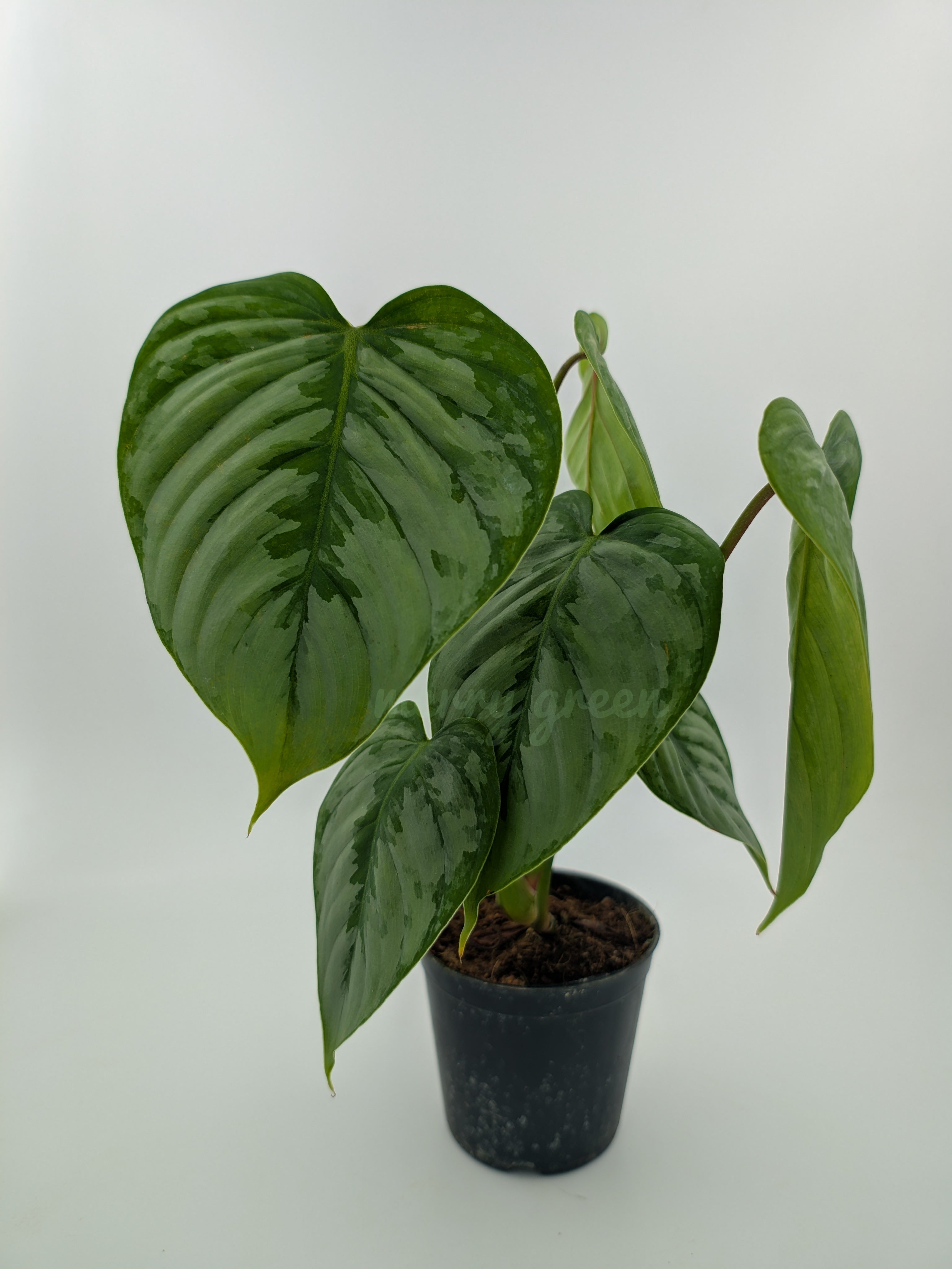 Philodendron Majestic