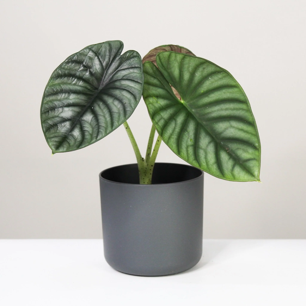 Alocasia Nebula