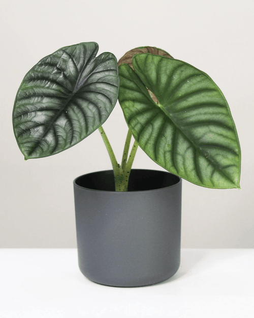 Alocasia Nebula