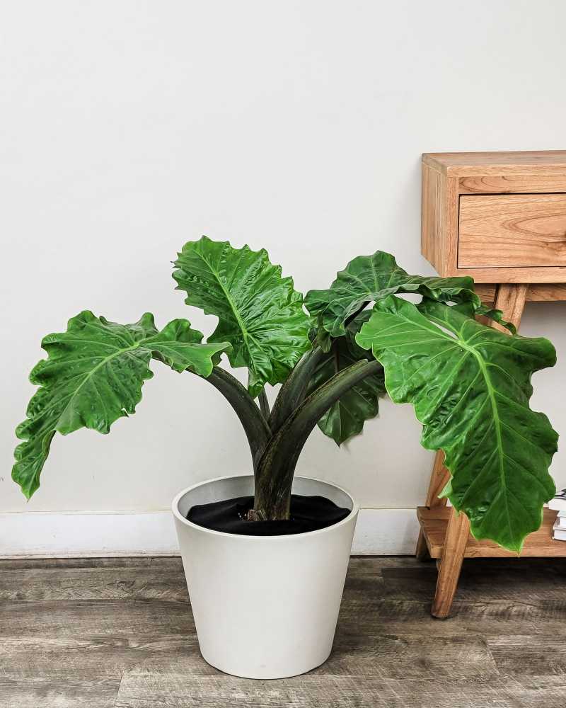 Alocasia Low rider