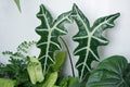 Alocasia Nobilis