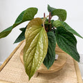 Anthurium Radicans vs. Luxurians