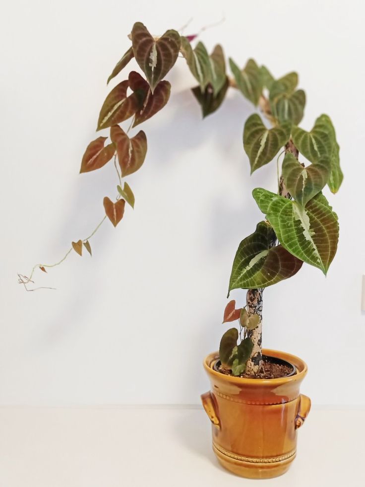Dioscorea Discolor