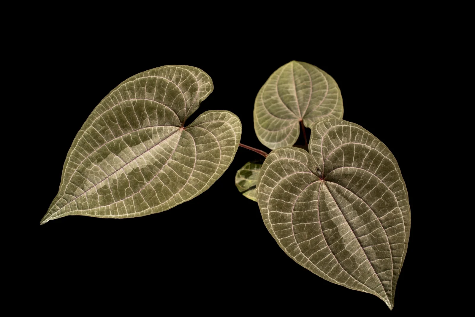 Dioscorea Discolor