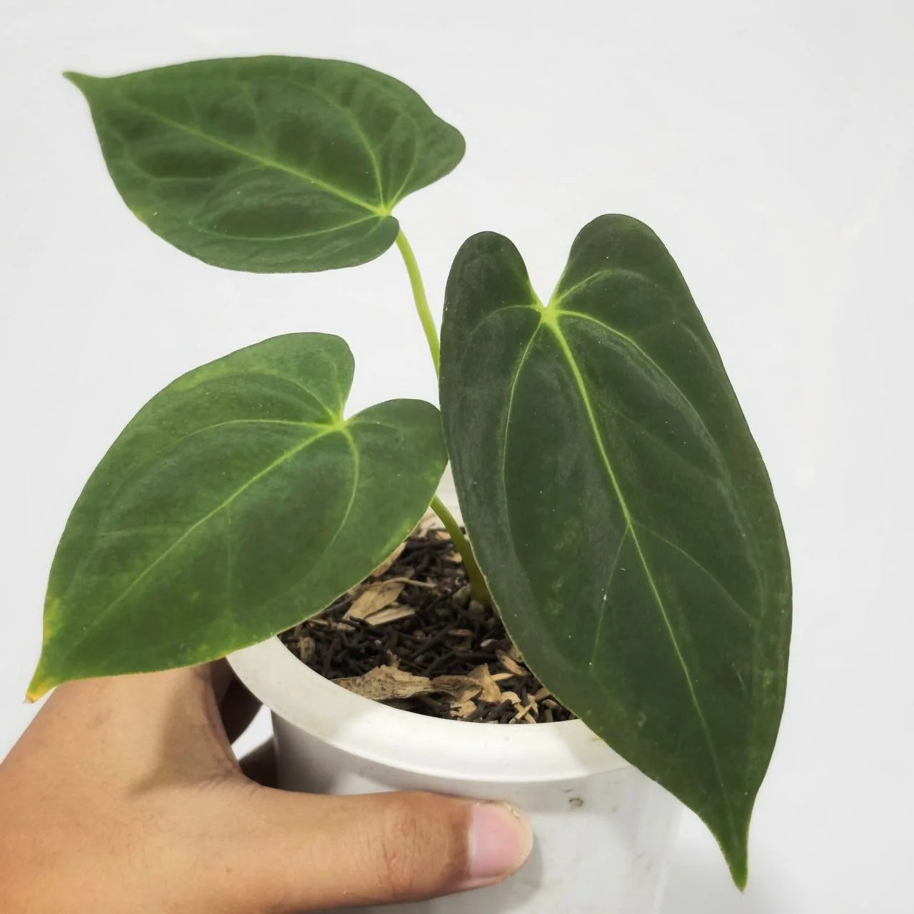 Anthurium Papillilaminum (Fort Sherman)