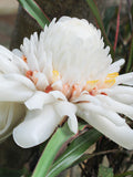 White Torch Ginger lily/ Etlingera eliator white