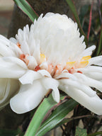 White Torch Ginger lily/ Etlingera eliator white