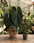 Anthurium 'Amazon Diamond'