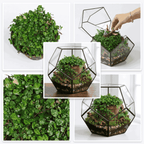 Ficus Pumila 'Minima' - Mini Creeping Fig