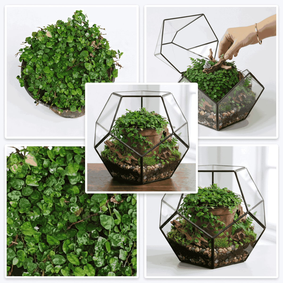 Ficus Pumila 'Minima' - Mini Creeping Fig