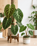 Philodendron verrucosum