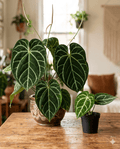 Anthurium Crystallinum