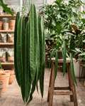 Anthurium pallidiflorum