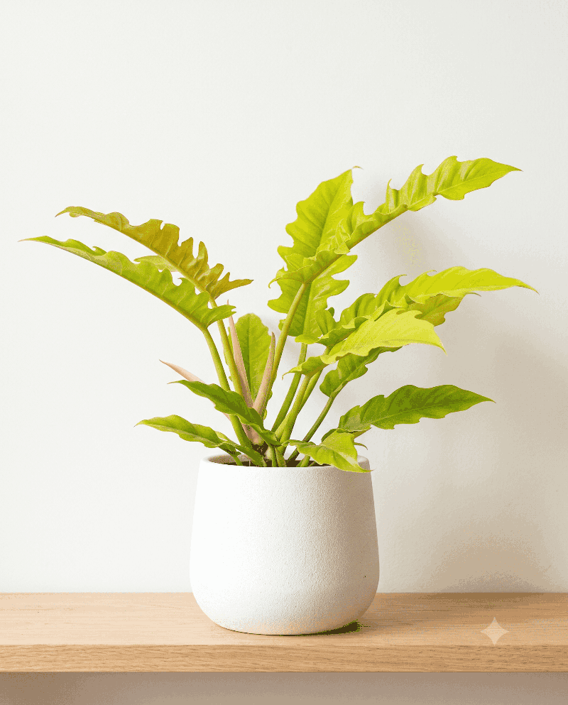 Philodendron Golden Saw