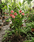 Pink Torch Ginger lily/ Etlingera eliator pink
