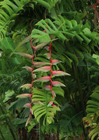 Heliconia 'Sexy Pink'