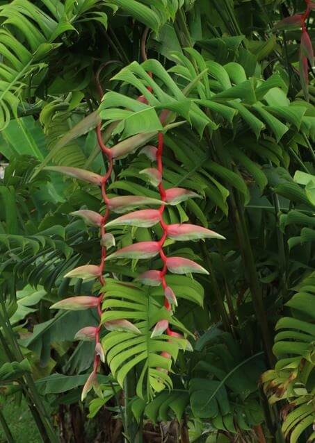 Heliconia 'Sexy Pink'