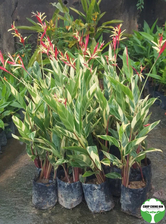 Heliconia 'Lady Di' Variegated