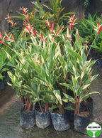 Heliconia 'Lady Di' Variegated