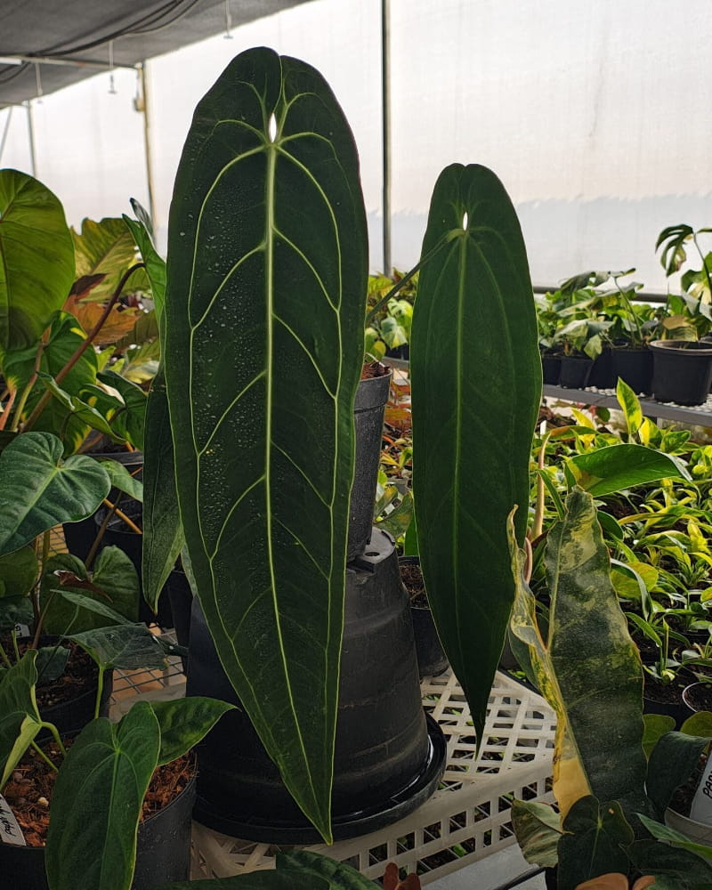 Anthurium warocqueanum / Anthurium Queen – GROMEE