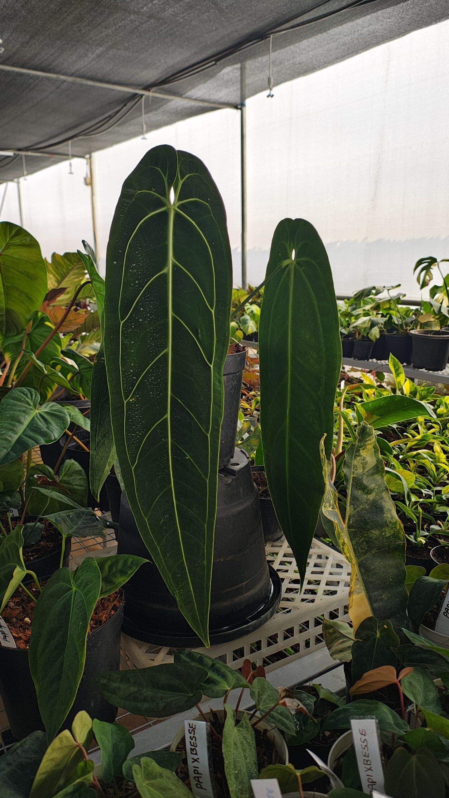 Anthurium warocqueanum / Anthurium Queen