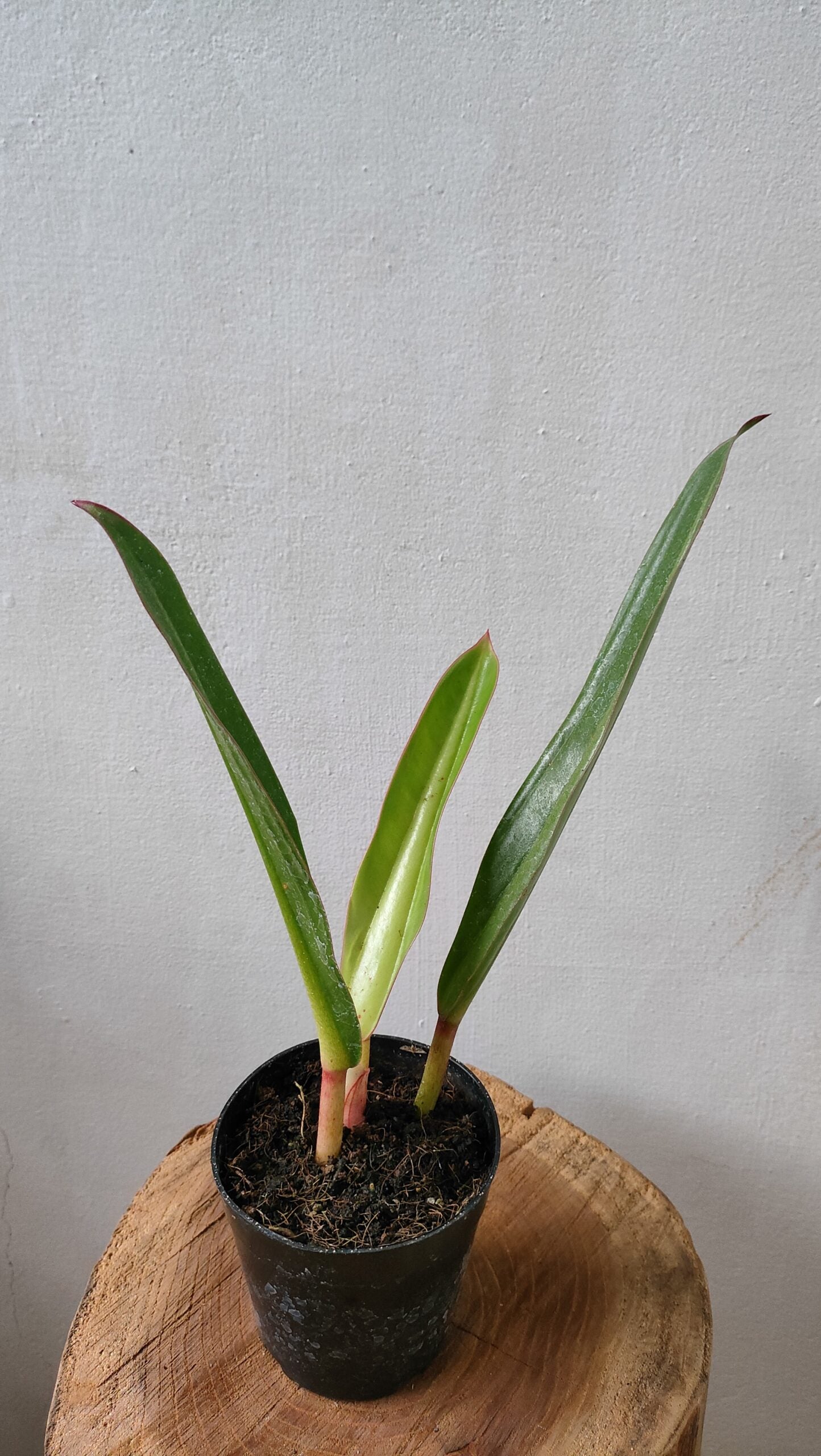 Philodendron Crassinervium