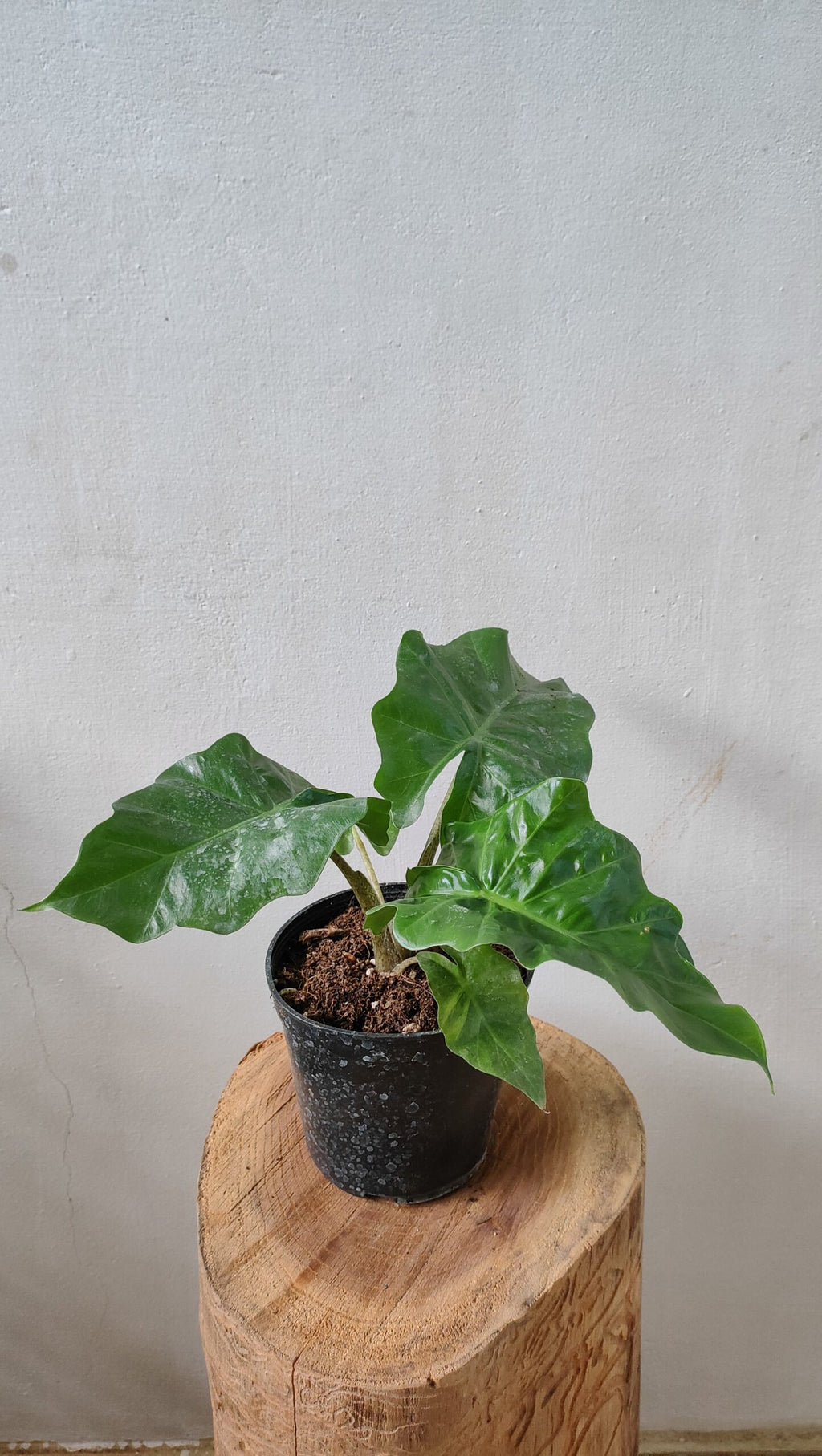 Alocasia Low rider