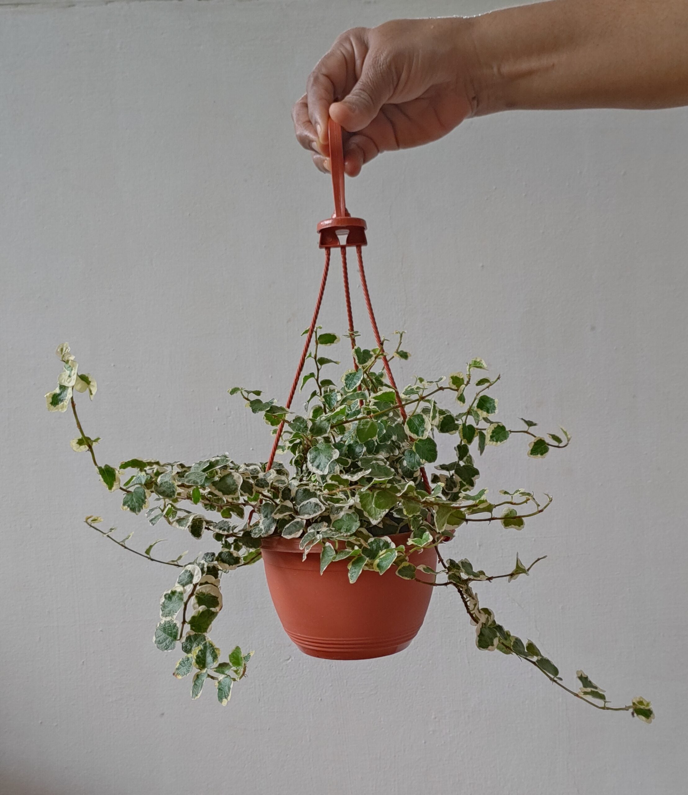 Ficus pumila 'Variegata'