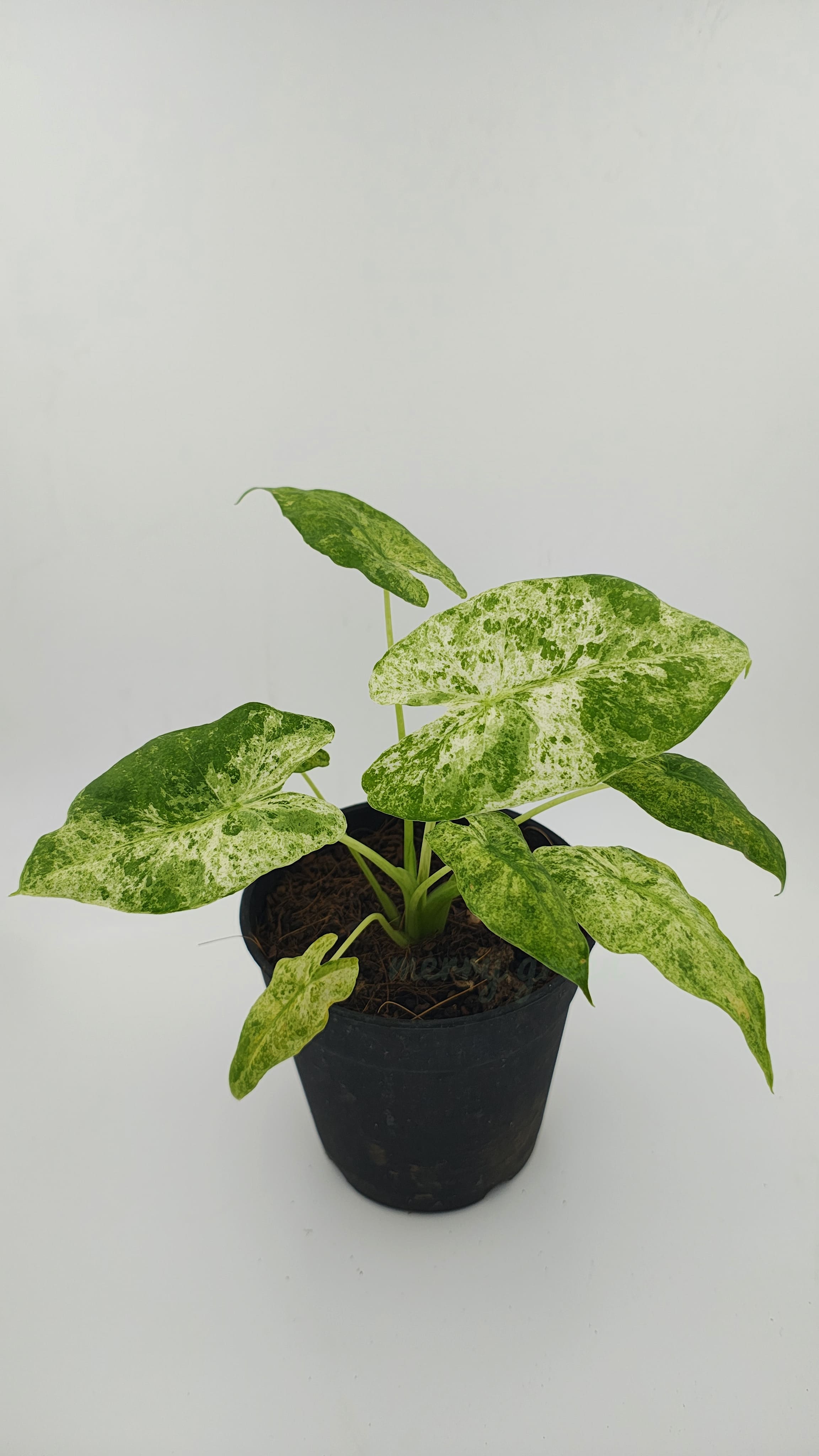 Alocasia Odora Batik Variegated / Alocasia albo
