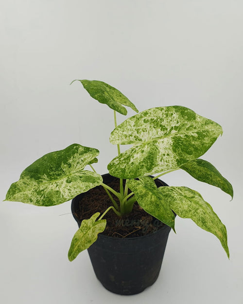 Alocasia Odora Batik Variegated / Alocasia albo