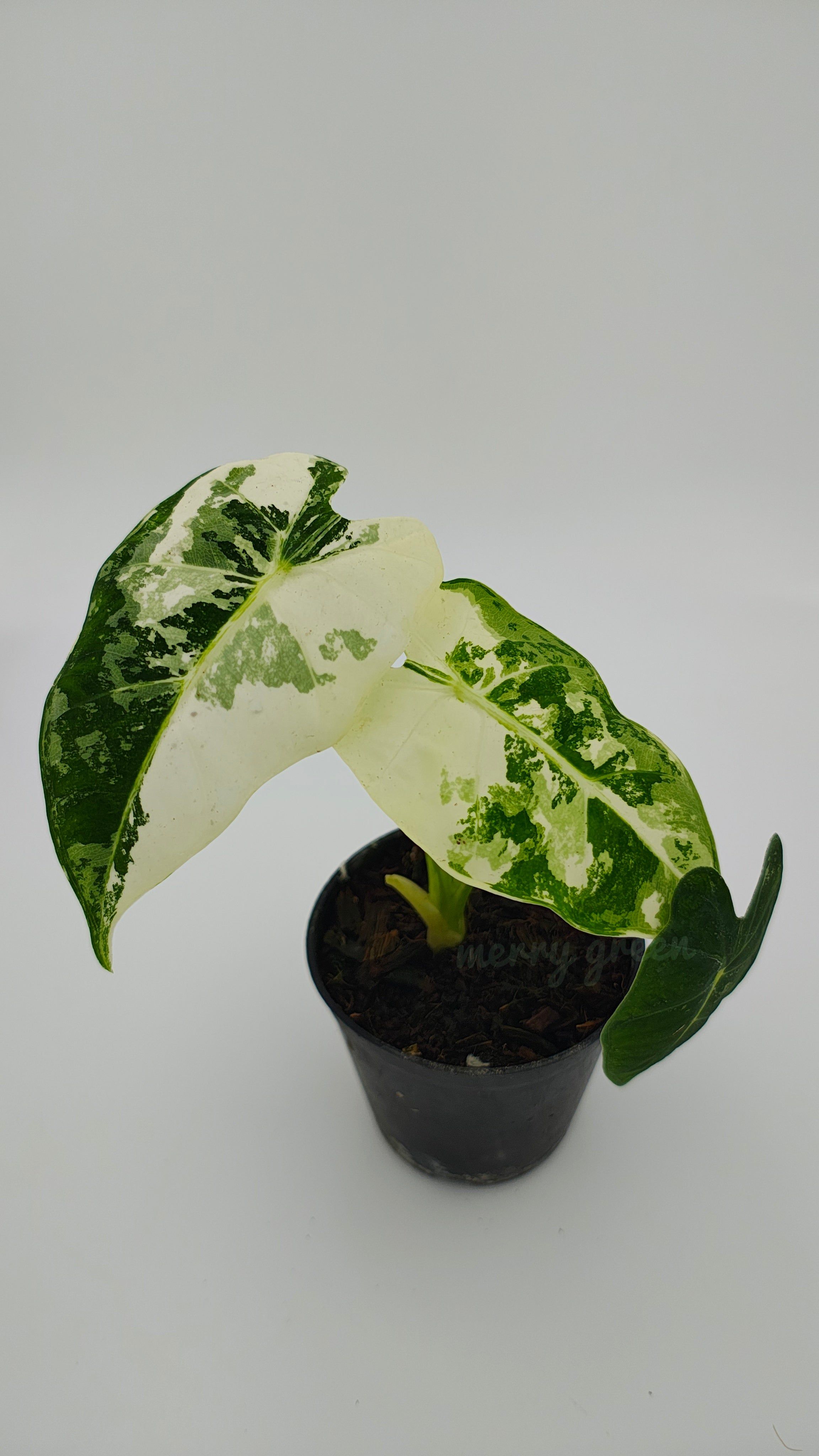 Alocasia frydek variegated