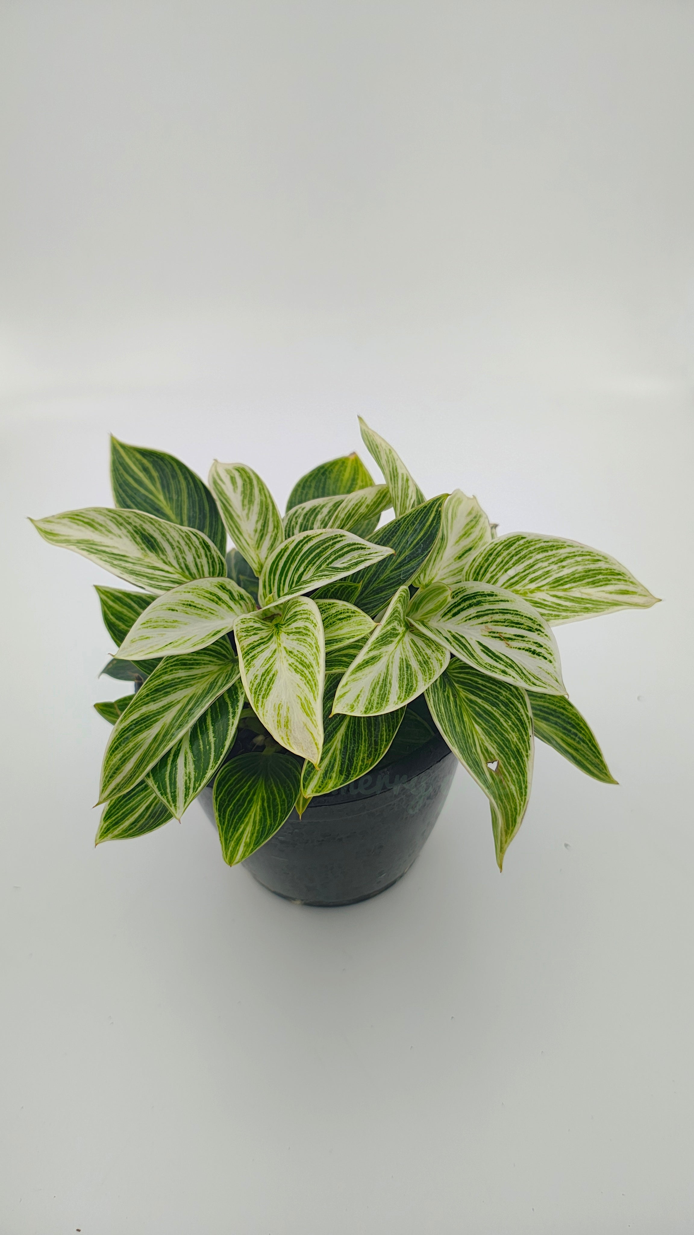 Philodendron Birkin Gold
